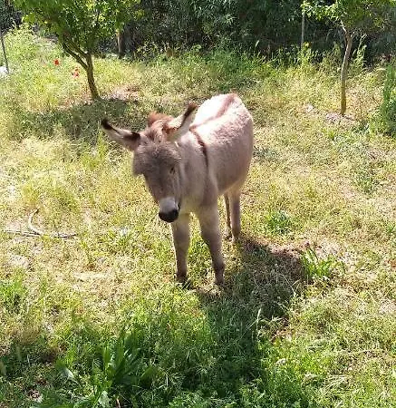 Funtan'arva ファームステイ Loculi