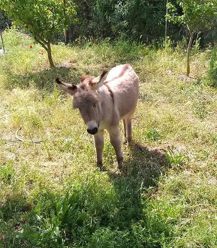 Funtan'arva Gospodarstwo agroturystyczne Loculi